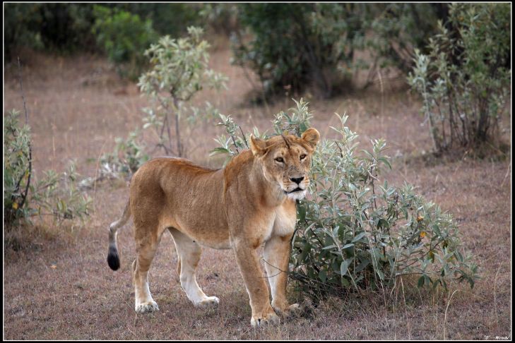东非:超级肯尼亚,走进动物世界