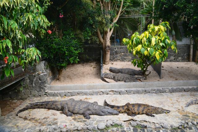 来到鳄鱼园当然就要看鳄鱼,一群鳄鱼懒洋洋地趴在池塘边休息,好惬意.