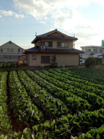 2013深秋,huihui的日本全景游