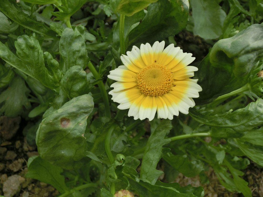 你见过茼蒿的花吗?