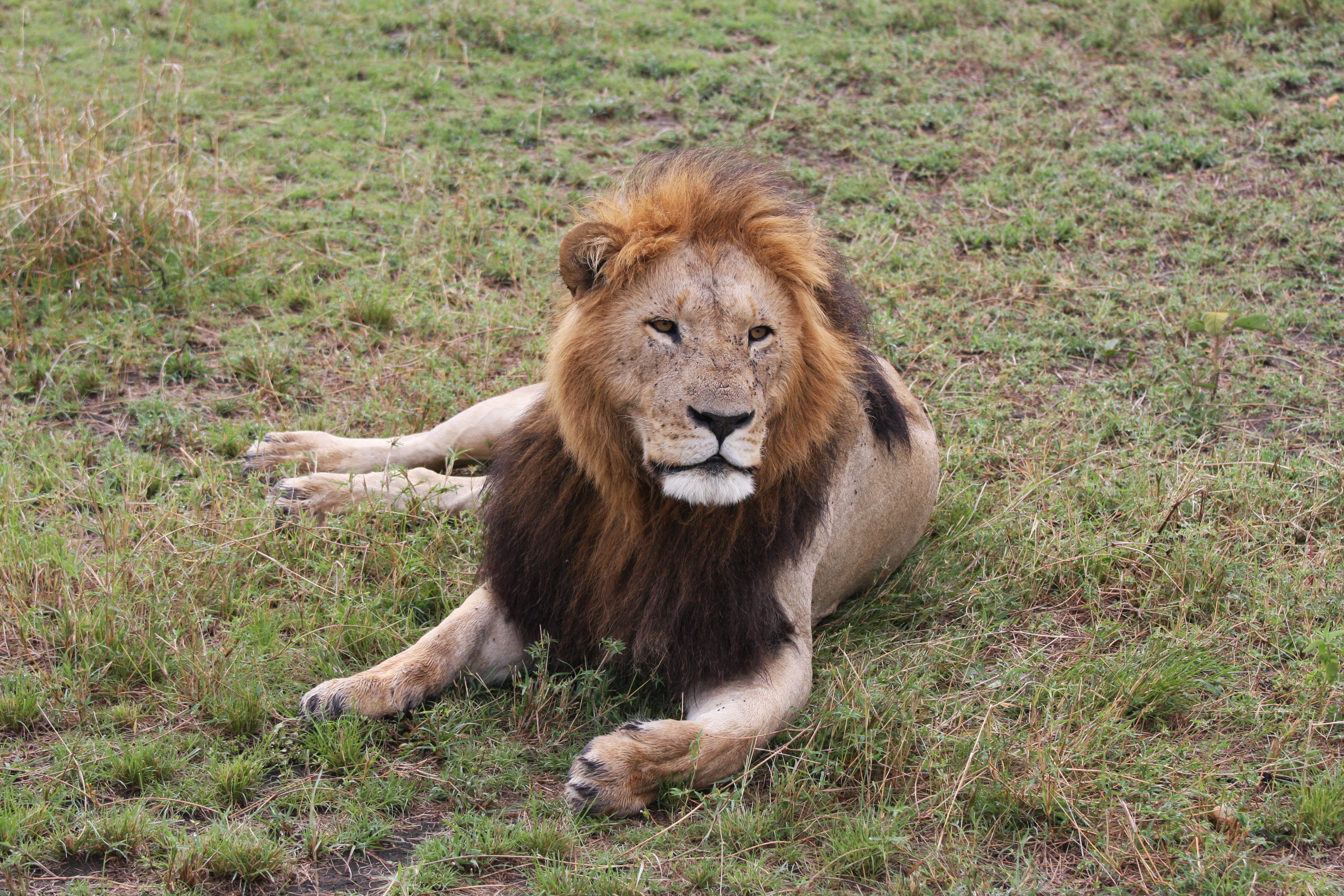 加游记#东非原野上的狩猎