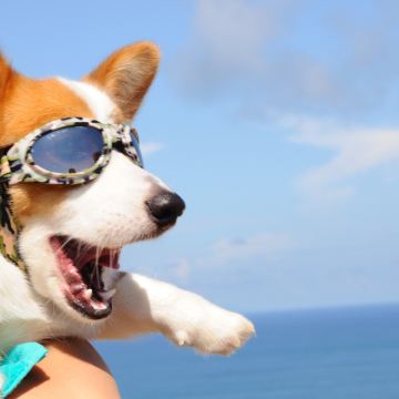 路上遇到最帅气的柯基,戴墨镜,太拉风了!