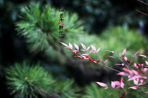 [湘遇记.长沙]岳麓山下几月天