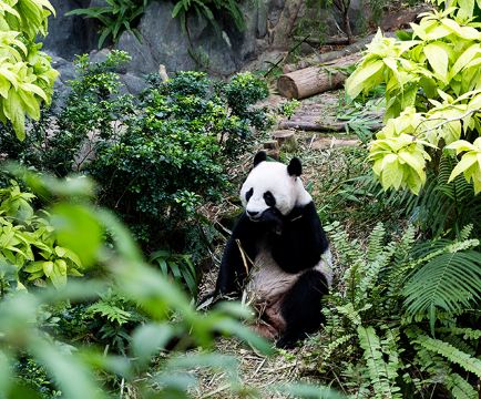 这是公熊猫凯凯,正在啃竹子呢.