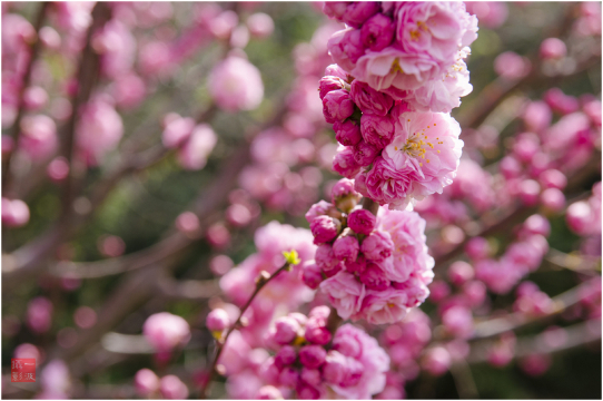 桃花白杏花红简谱_桃花杏花梨花(3)