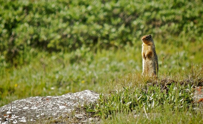 加拿大小资轻奢7日游 附海量美图 - 贾斯珀国家
