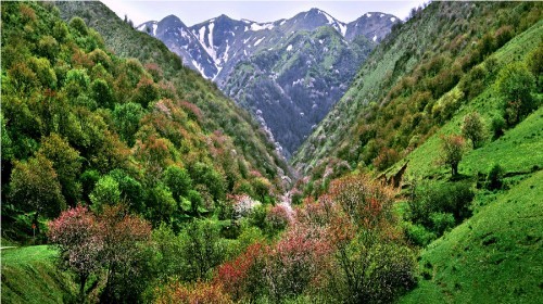 野核桃沟