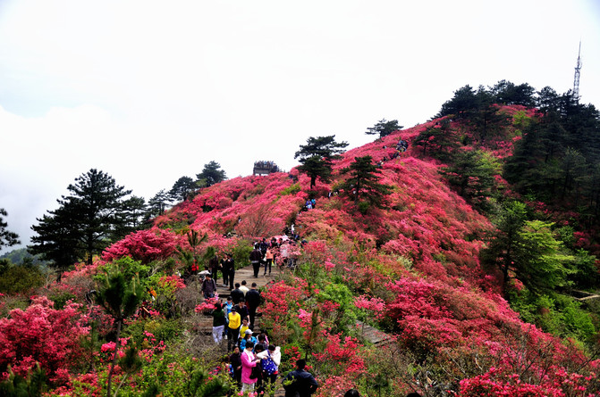 麻城在哪里