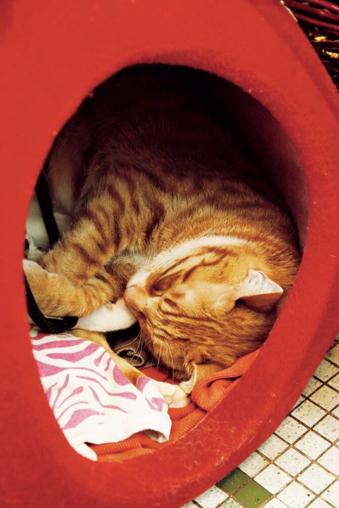 原汁原味澳门人推荐的澳门人气美食餐馆及必玩